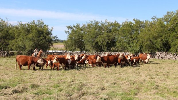 Die Herde reinrassiger Hereford ist der grosse Stolz vom Joaquin Stirling in Young, Uruguay. Weiter züchtet er  300 Holstein-Milchkühe und 200 Fleischschafe und pflanzt Soja, Mais und Sorghum. Total besitzt der Nachkomme englischer Einwanderer 2000 Hektaren.