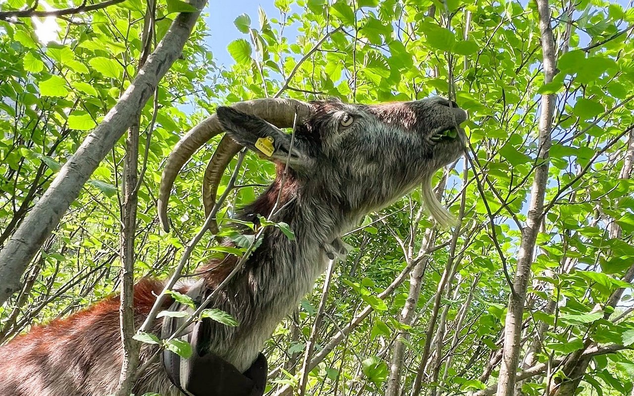 Ziegen fressen Grünerlen gerne und gut. Damit helfen sie, Flächen offen zu halten.