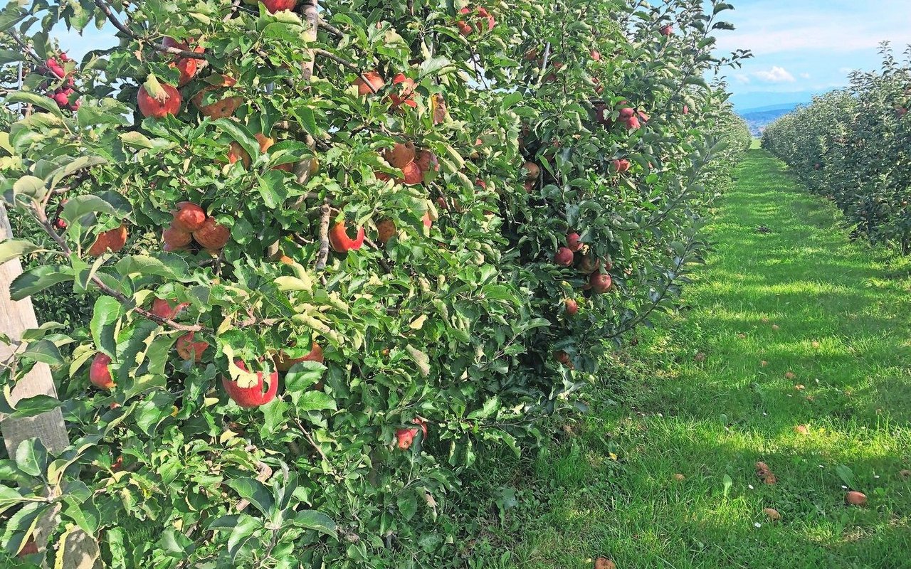 Land für Spezialkulturen ist gefragt. Für den Pachtzins gibt es zwar Vorgaben, aber eine Bewilligung des Kantons ist nicht nötig. Kantonal unterschiedlich geregelt ist, wie lange eine Pacht bei Spezialkulturen dauert. 