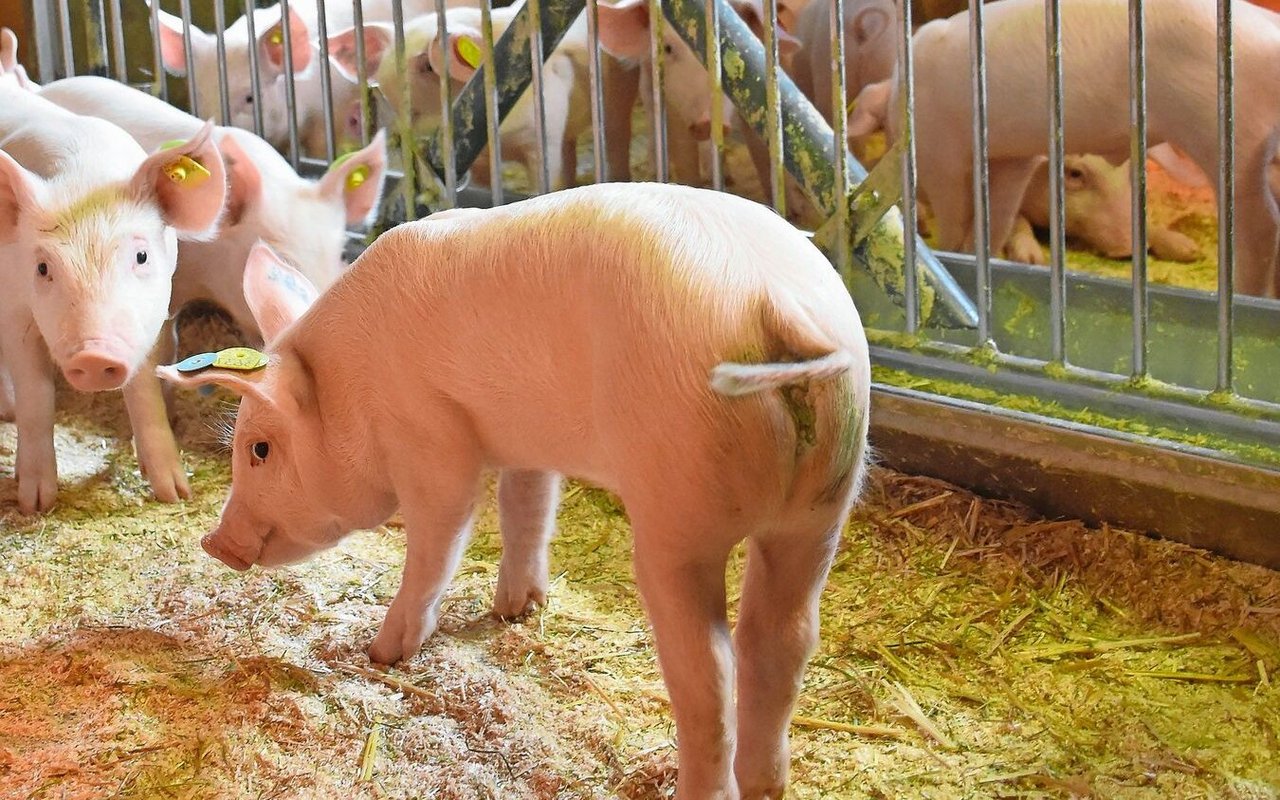 Durch den Flüssigkeitsverlust bekommen die Jager wässrigen Durchfall und dehydrieren. 