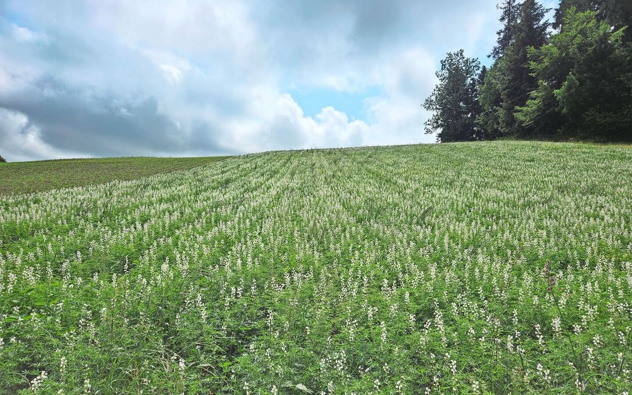 Neben Silomais und Triticale werden auf dem Leuen-berghof auch Lupinen auf Dämmen angebaut. 