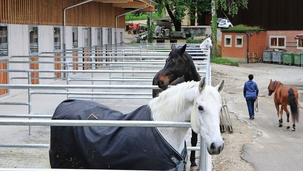 Die neuen Auslaufboxen sind eine von vier Haltungsformen, die der Klushof für Pensionspferde anbietet. 
