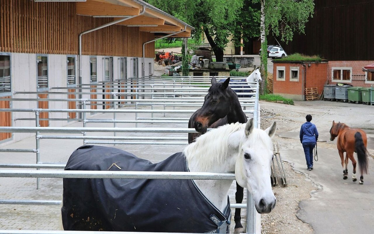 Die neuen Auslaufboxen sind eine von vier Haltungsformen, die der Klushof für Pensionspferde anbietet. 