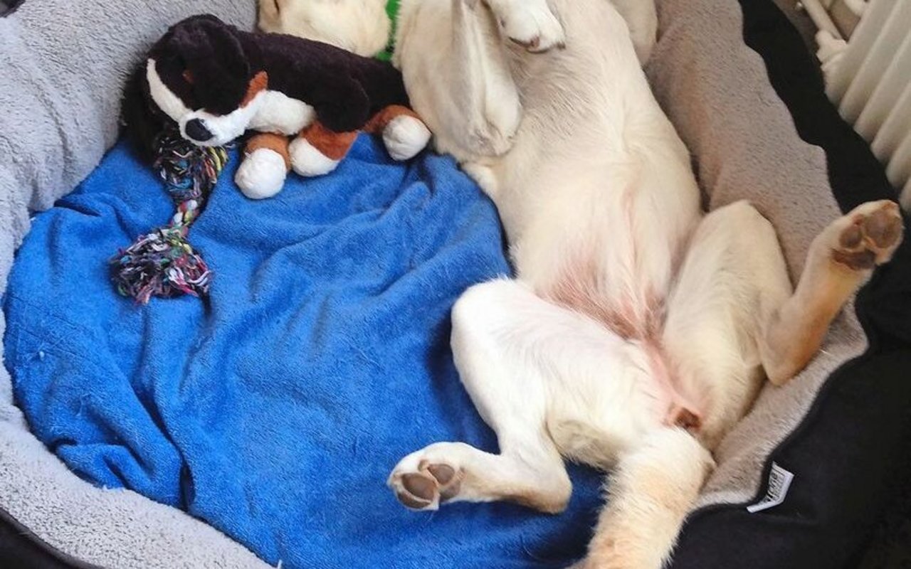 Therapiehündin Nuk ist im Büro auf der Rütti dabei.