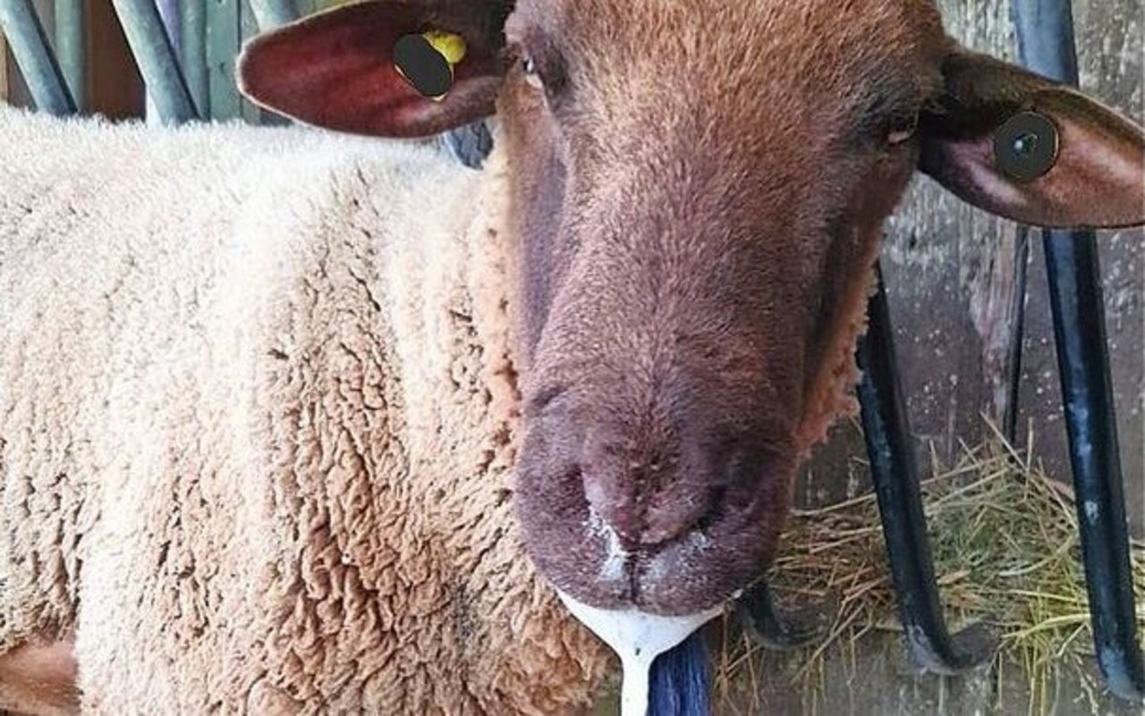 Blauzungenkrankheit bei einem Schaf: Zu den möglichen Symptomen gehört vermehrtes Speicheln. 