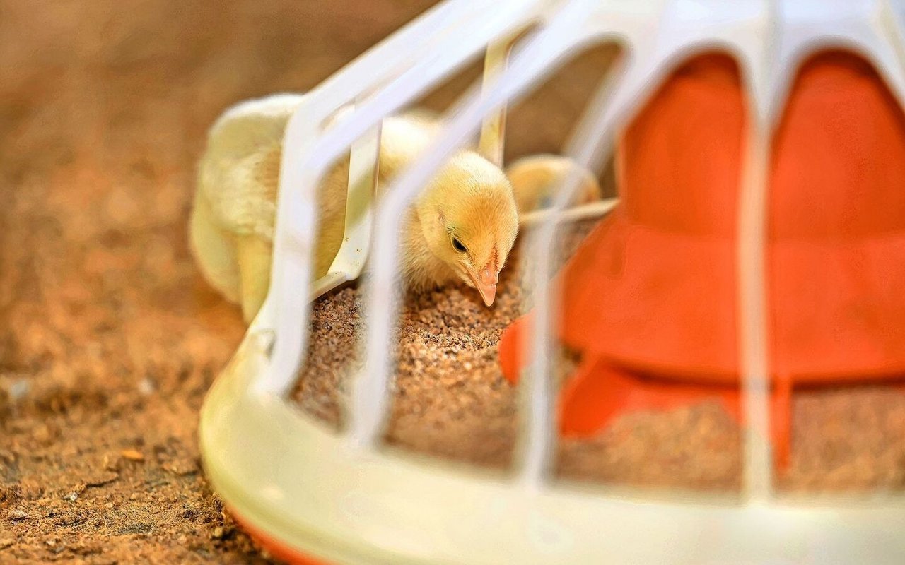 Ein Küken frisst aus der Futterschale.