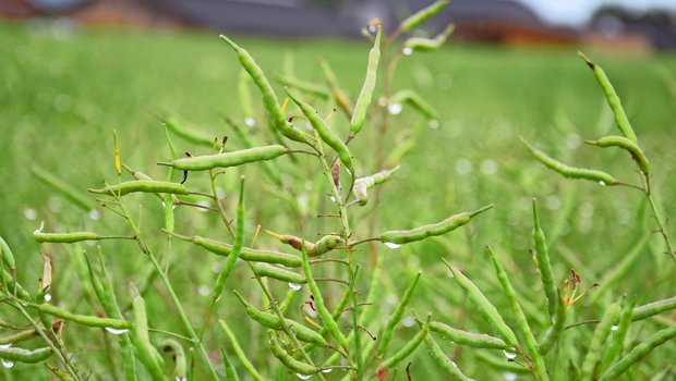 Gut gefüllte, grosse Schoten am Extenso-Raps machen Patrik Huber Freude. 