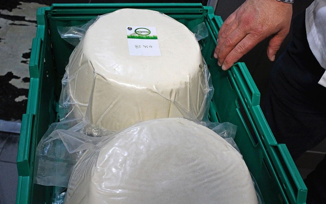In Santo da Serra werden für die Firma «Requejema» Frischkäse und Käsekuchen aus lokaler Milch hergestellt. Der Milchpreis liegt hier umgerechnet bei 59 Rappen pro Liter. 