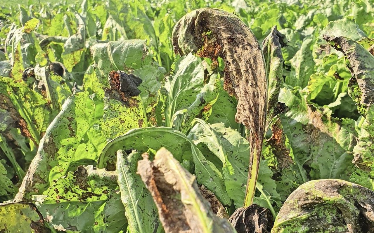 Ein starker Cercospora-Befall kann Zuckerertragsverluste von bis zu 50 Prozent verursachen, aufgrund vom «zuckerfressenden» Wiederaustrieb der Blätter.