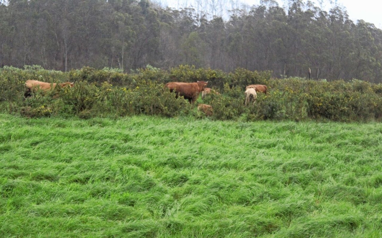 Obschon es in Madeira fünf portugiesische Fleischrinderrassen gibt (Cachena, Barrosã, Minhota, Garvonesa, Raça da Terra), waren die Tiere meist nur aus der Ferne zu betrachten. 