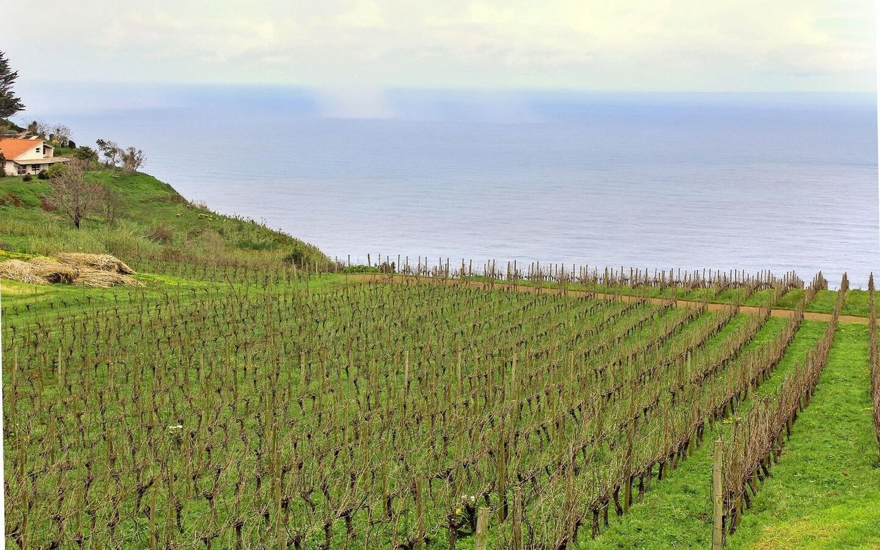 Madeiraweine sind Likörweine und haben einen Alkoholgehalt zwischen 17 und 22 %. Auf dieser Parzelle werden Trauben der Sorte Malvasia (süss und komplex) angebaut. 