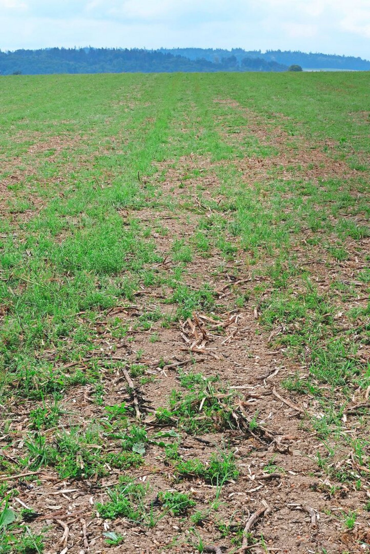 Die ungestriegelte Fläche zeigt deutlich die Lücken in der Untersaat – das Unkraut wächst ungestört, und vom Klee ist nichts zu sehen.