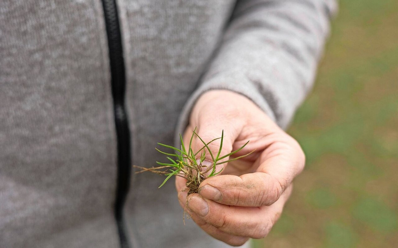 Wenn zu viel Einjähriges Rispengras im Getreide wächst, kann dieses später mit den Futtergräsern in der Kunstwiese konkurrieren.