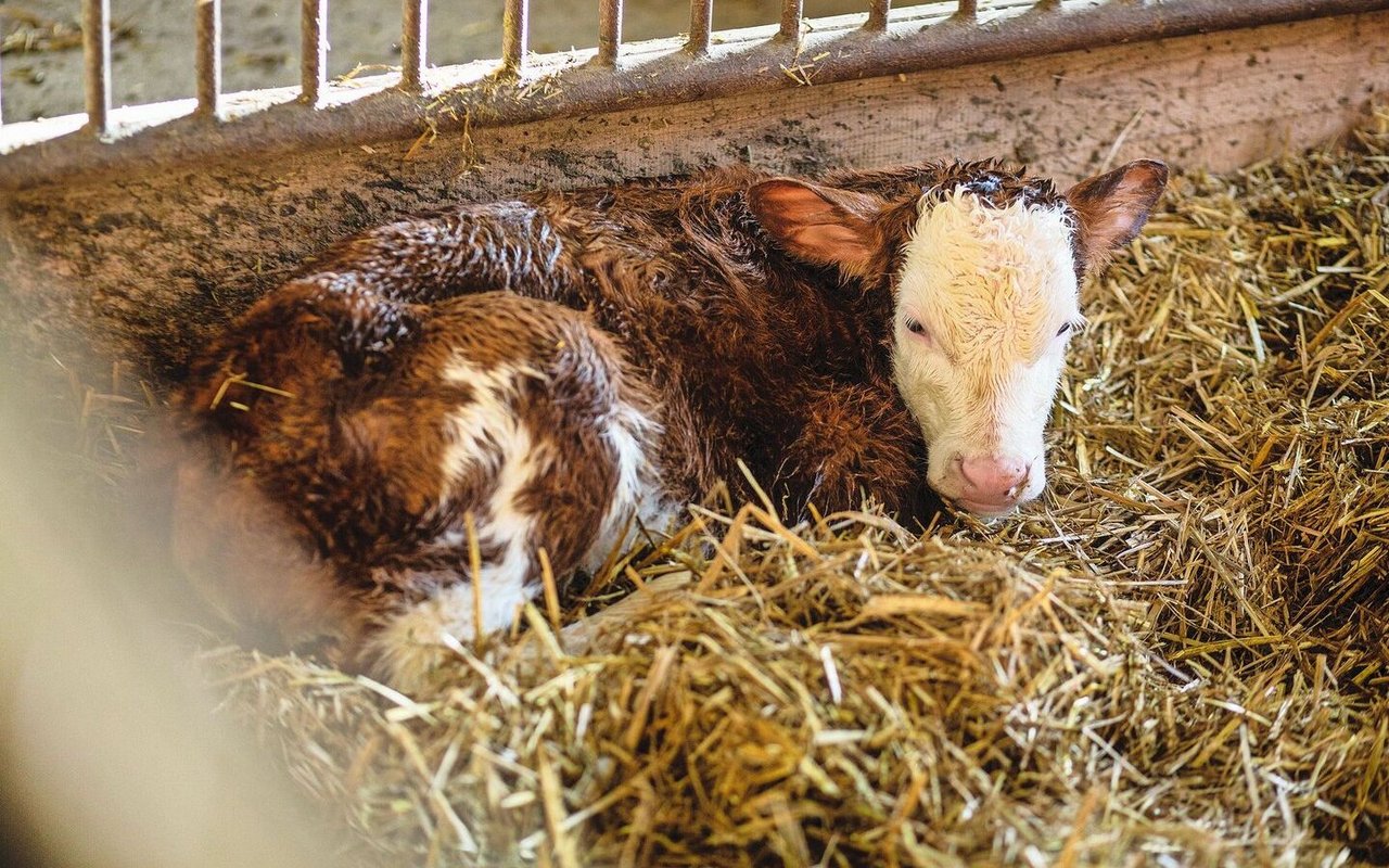 Ein frisch geborenes Kalb liegt im Stroh.