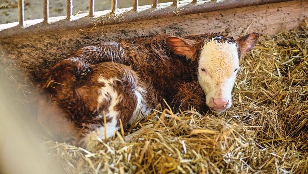 Ein frisch geborenes Kalb liegt im Stroh.