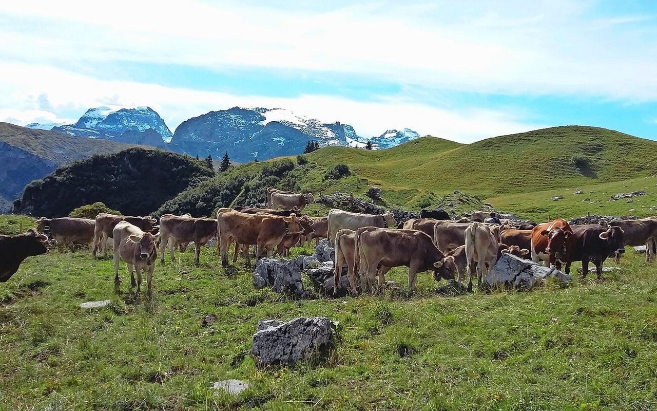 Die Rinder und Masttiere nach der Alpung korrekt zu füttern, ist wichtig, um Wachstumseinbussen wieder etwas wettzumachen.Bild: Sanja Stuber