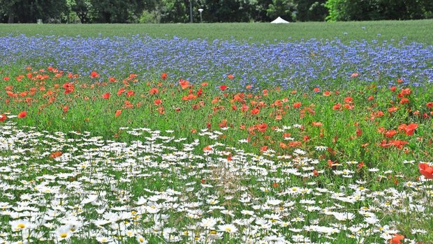 Ackerblühstreifen brauchen Aufmerksamkeit, damit sie richtig gedeihen – denn nur dann bieten sie Nützlingen einen geeigneten Lebensraum.