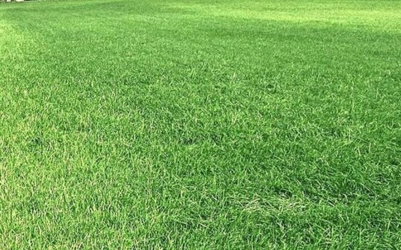 Eine Wiese mit Schwefelmangel. Typischerweise verfärben sich die jungen Blätter hellgrün bis gelblich.Bild: Marco Odermatt