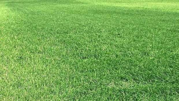 Eine Wiese mit Schwefelmangel. Typischerweise verfärben sich die jungen Blätter hellgrün bis gelblich.Bild: Marco Odermatt