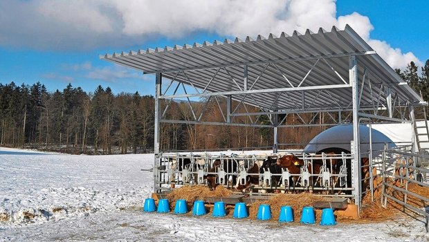 Bei den Betrieben, die das Freiluftkalb-Konzept umsetzten, sank der Antibiotikaeinsatz um 80 Prozent. 