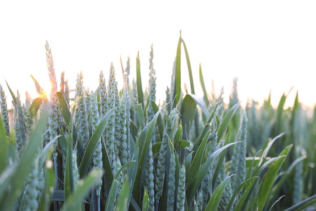 Welche Weizensorte darf es sein? Die Entscheidung für die Ernte 2026 steht jetzt an.