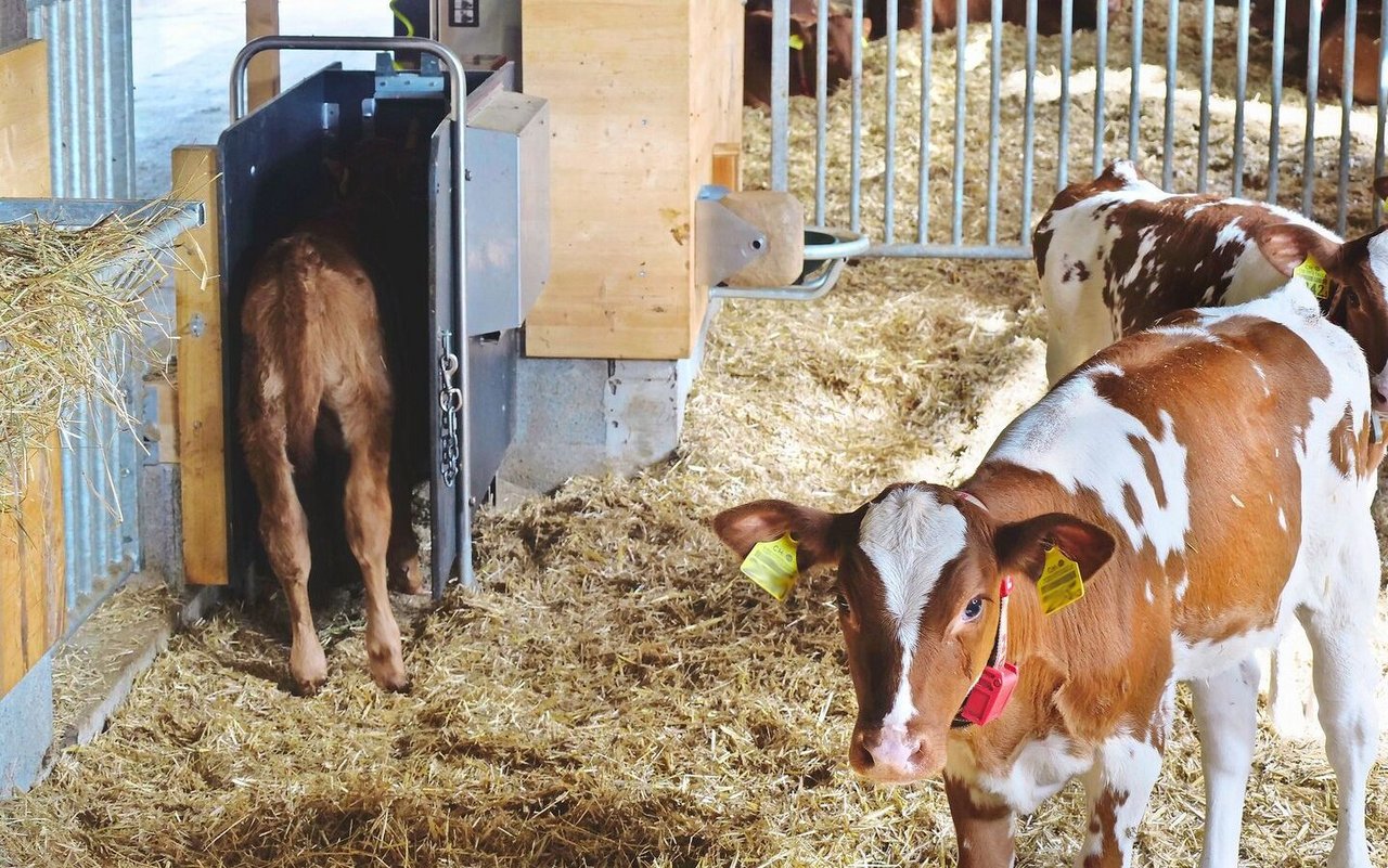 Wer kann, sollte Übermengen möglichst den Kälbern vertränken. Tränkeautomaten können auch gemietet werden.