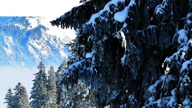 Winterbaum