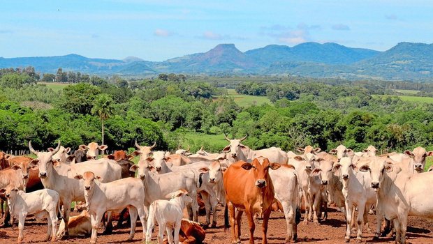 Eine Rinderherde in Paraguay: Das Land gehört wie Brasilien, Argentinien und Uruguay zu den Mercosur-Märkten.