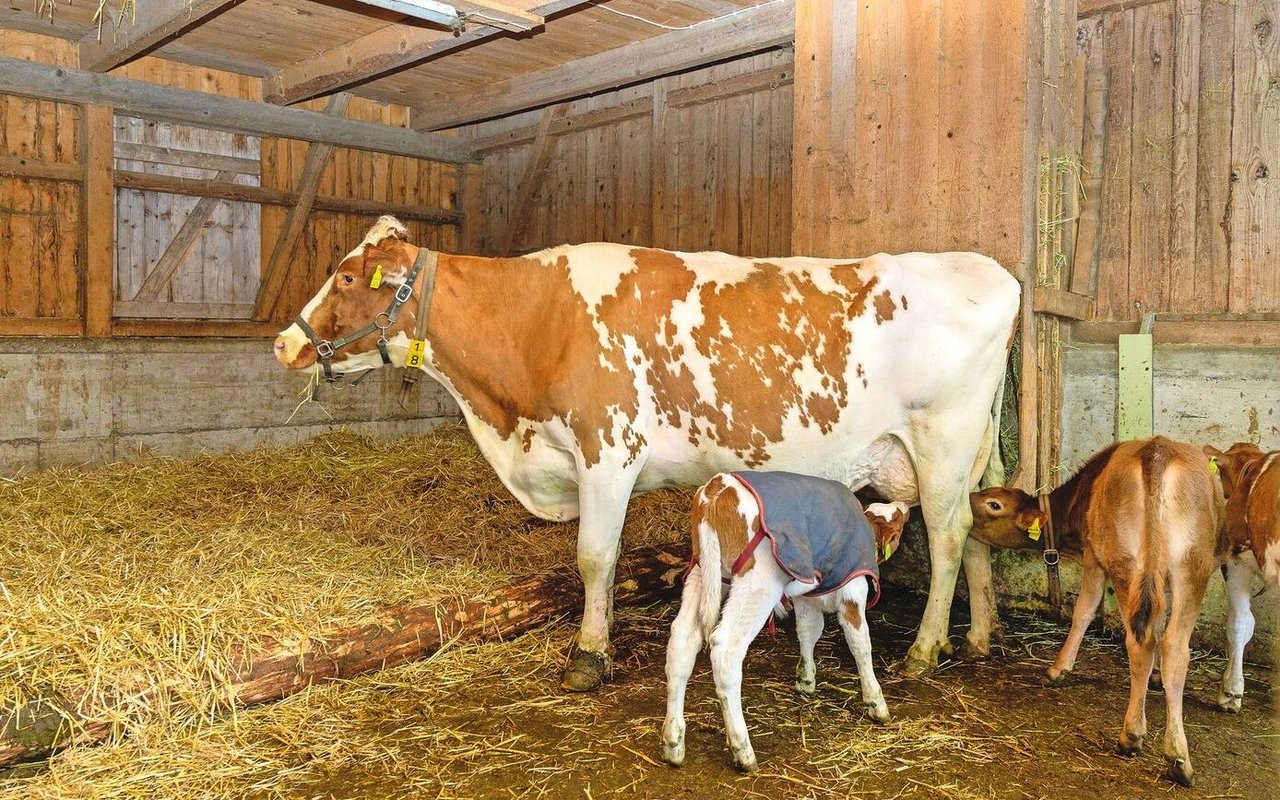 Ammen werden meistens auf Milchbetrieben eingesetzt, um mehrere Kälber mit Milch zu versorgen.   