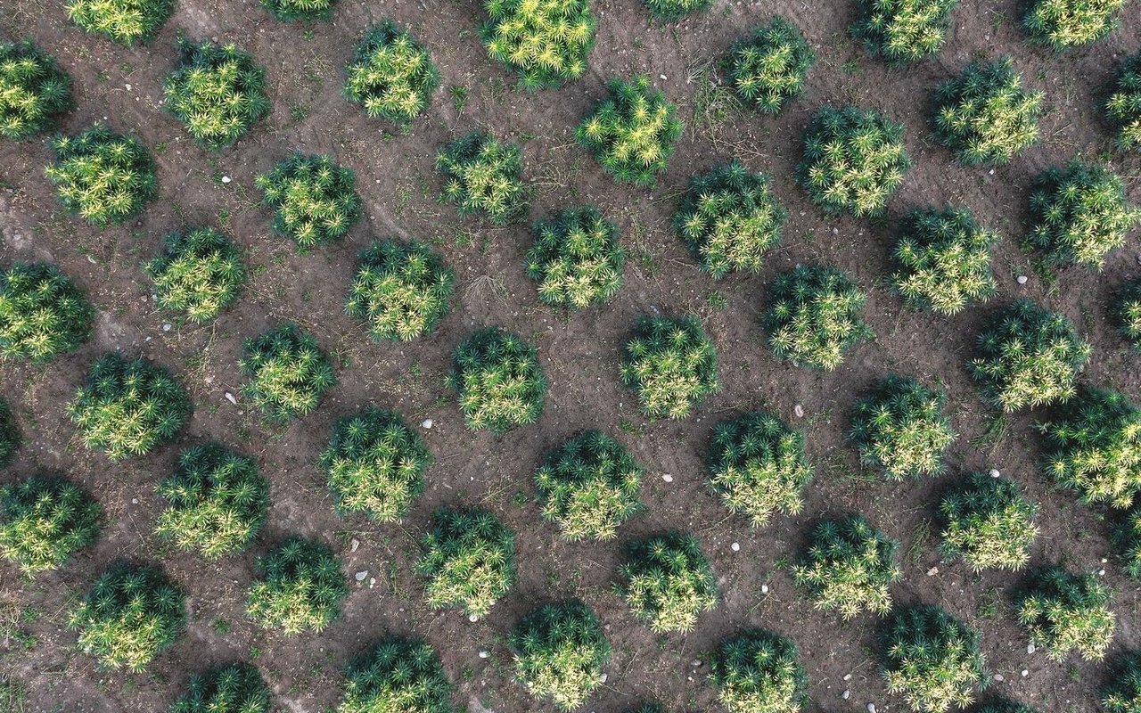 Eine Pflanze pro Quadratmeter: Der Hanf braucht viel Luft.