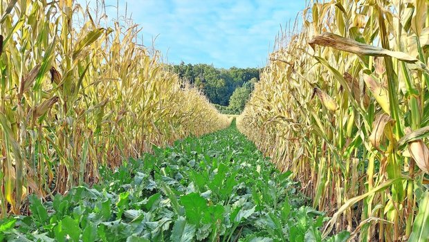 Die Extenso-Zuckerrüben im Staffelkulturanbau sind immer noch schön grün und zeigen nur wenige Cercospora-Flecken. Der Körnermais ist bald erntereif.