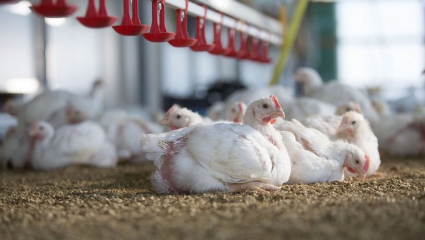 Mastgeflügel sitzt auf der Einstreu im Stall.
