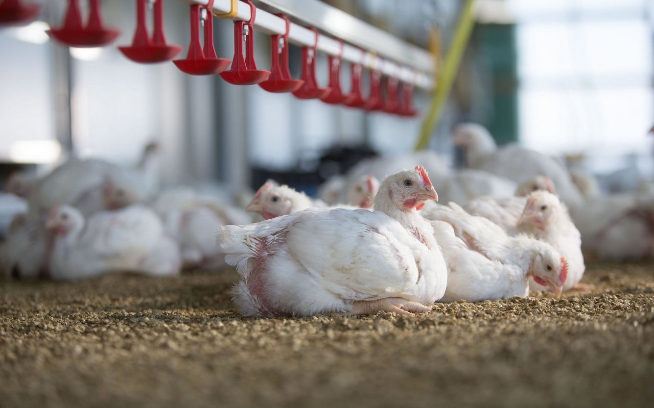 Mastgeflügel sitzt auf der Einstreu im Stall.