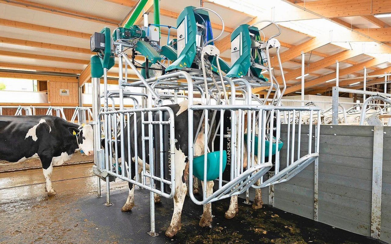 Mithilfe eines Massagebechers wird ein Nerv stimuliert, wodurch bei der Kuh Harndrang entsteht. Der Urin wird anschliessend in einen Tank geführt. 