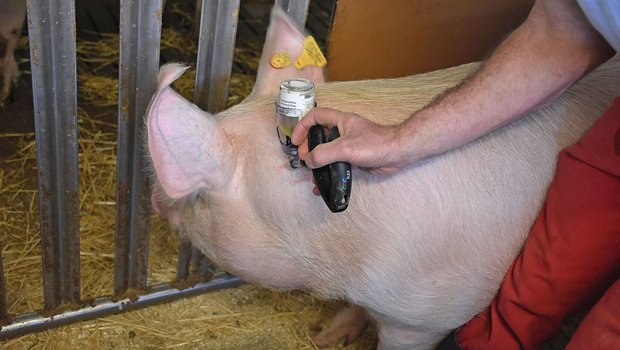 Einem Schwein wird die Impfung iniziiert.