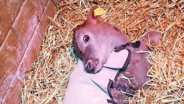 Kalb mit sogenanntem Sternegucken.