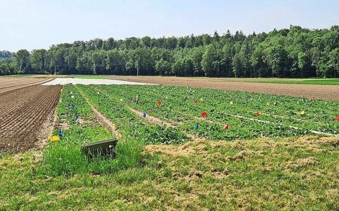 Bakterien, Fadenwürmer und Pilze wirken gemeinsam gegen die kleine Kohlfliege.