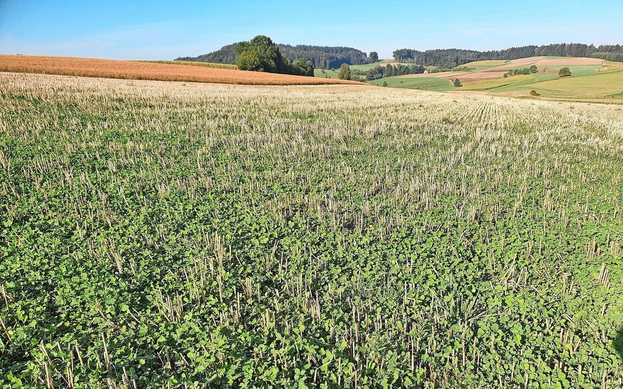 Ideal ist die Kalkausbringung ins Stoppelfeld, danach in die Gründüngung oder wie hier ins Stoppelfeld mit Klee-Untersaat.