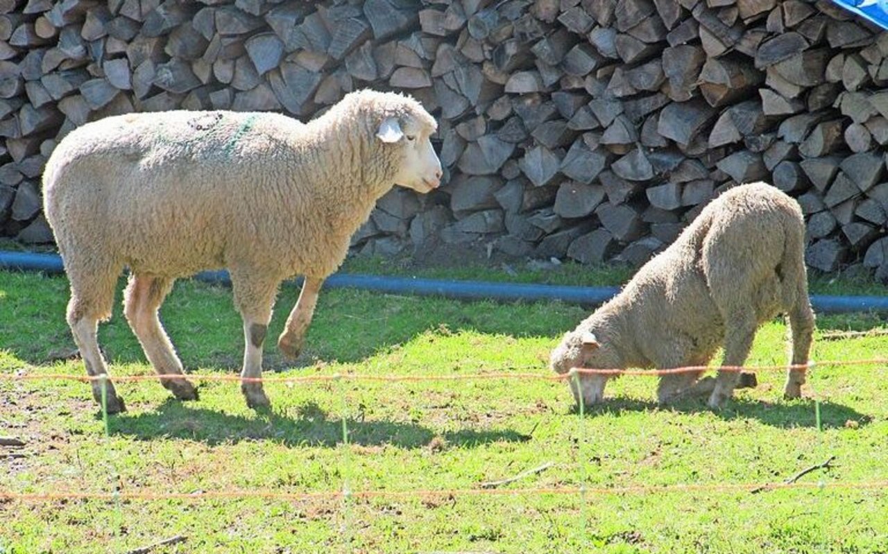 Das Hinknien während des Fressens ist ein typisches Symptom der Moderhinke.