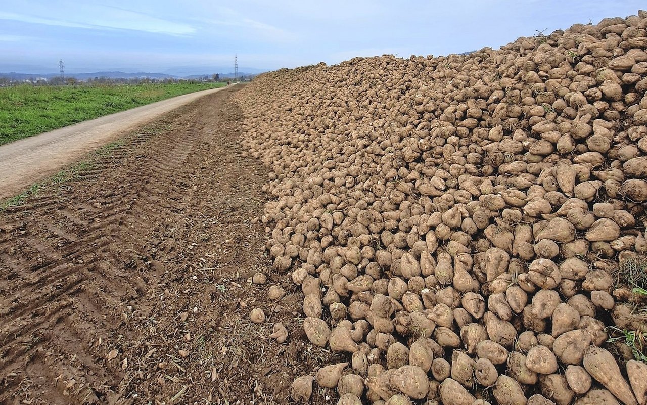 Früh geerntete Zuckerrüben, welche lange an der Miete lagen, wurden teilweise faul und verloren zusätzlich Zucker.