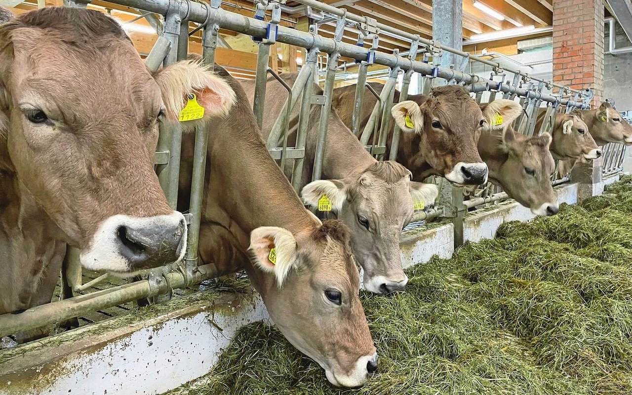 Ungewollte Abgänge in der Aufzuchtperiode führen zu erheblichen wirtschaftlichen Einbussen in der Rindviehzucht.