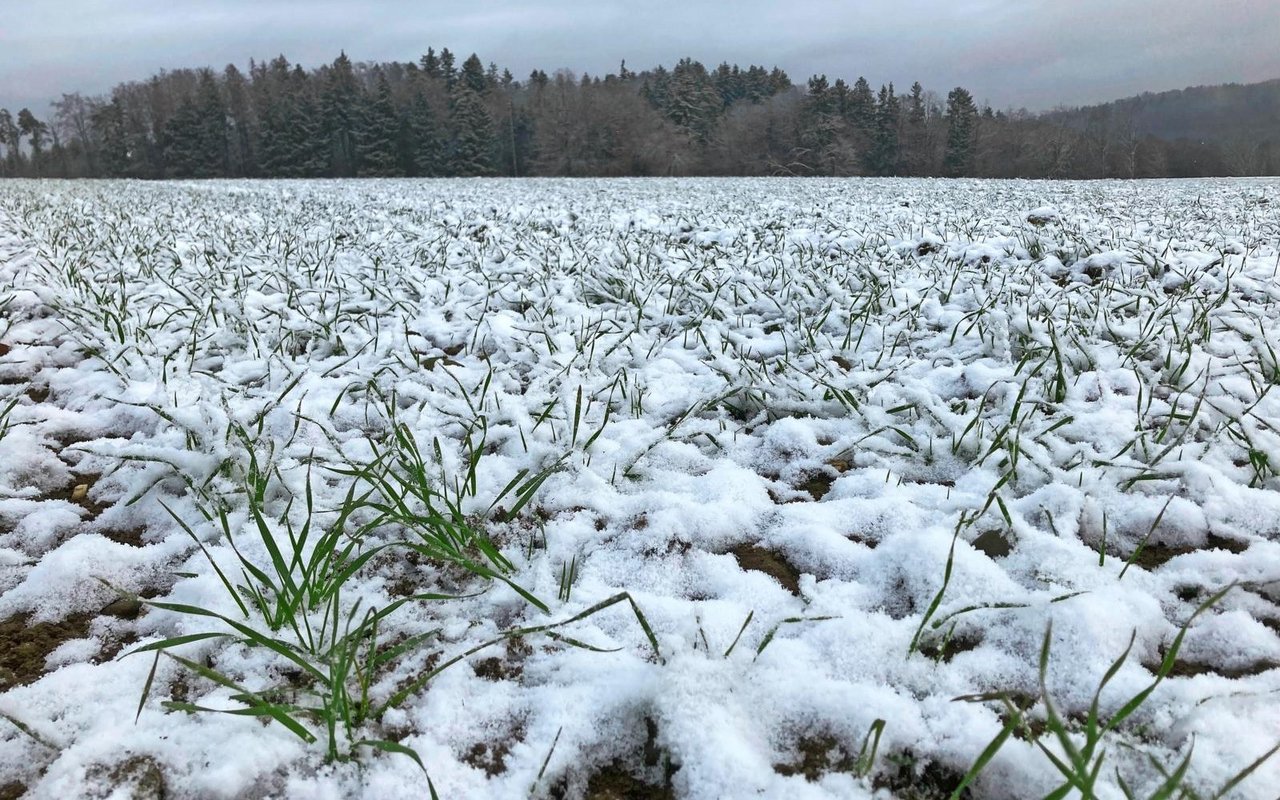 Eine zu frühe Düngung macht agronomisch keinen Sinn und gefährdet die Umwelt.