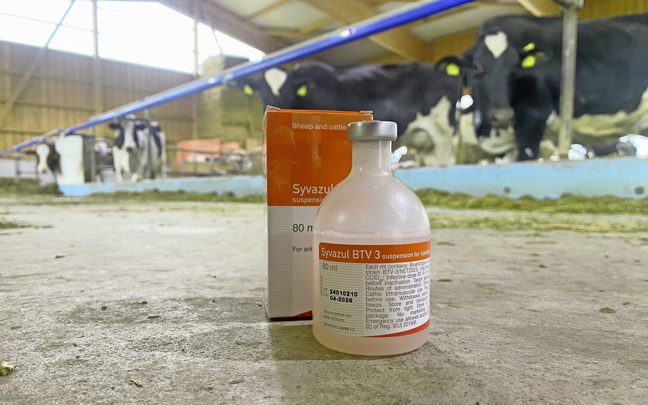 Die Impfung ist eine wichtige Massnahme zur Vorbeugung der Blauzungenkrankheit und sollte nun abgeschlossen sein.