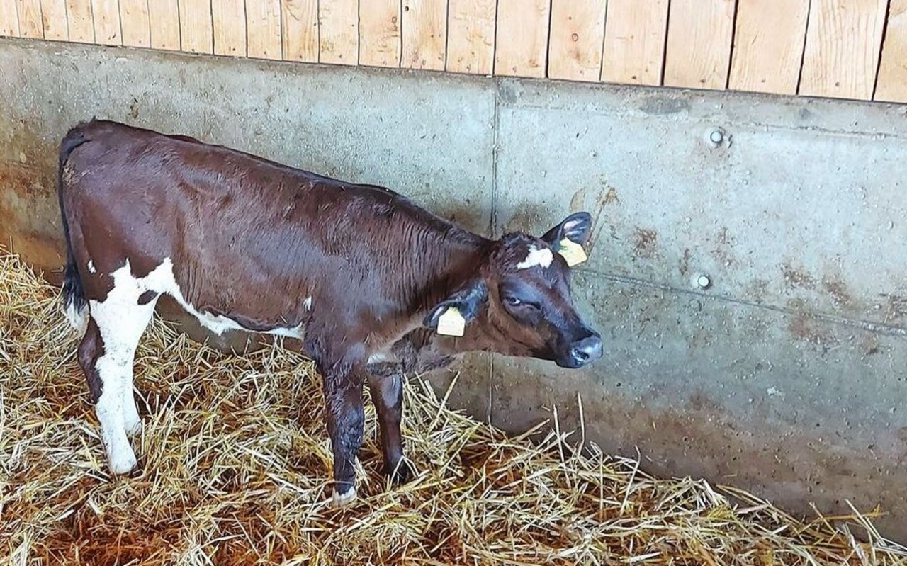 Ein Kalb mit Ohrenschmerzen: Ohrenentzündungen sind bei Kälbern ein typisches Anzeichen einer Infektion mit M. bovis.