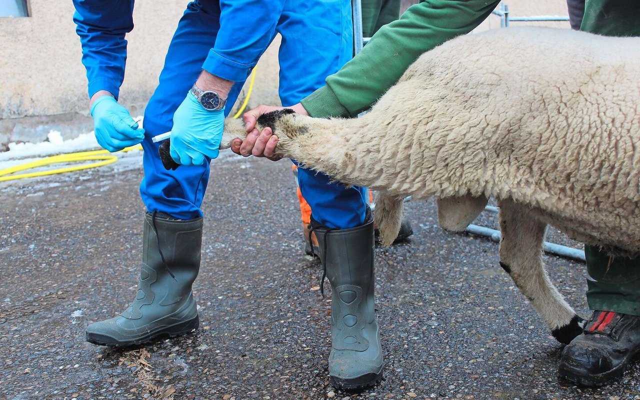 Im Rahmen eines nationalen Bekämpfungsprogrammes werden während maximal fünf Jahren jeweils zwischen dem 1. Oktober und dem 31. März alle Schweizer Schafhaltungen auf Moderhinke getestet.