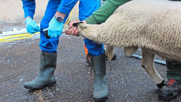 Im Rahmen eines nationalen Bekämpfungsprogrammes werden während maximal fünf Jahren jeweils zwischen dem 1. Oktober und dem 31. März alle Schweizer Schafhaltungen auf Moderhinke getestet.