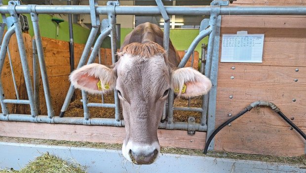 Direkt an der Abkalbebucht kann eine Tabelle angebracht werden, um die genauen Uhrzeiten der Geburtsüberwachung zu notieren. Mögliche Uhrzeiten sind: die ersten Anzeichen der nahenden Geburt, die Sichtbarkeit der Blase, der Blasensprung und wann die Klauen zu sehen sind.