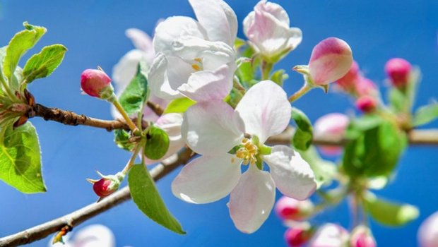 Weisse Apfelblüten vor blauem Himmel.
