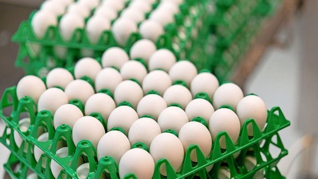 Der Selbstversorgungsgrad bei Eiern im Jahr 2024 war seit 17 Jahren der tiefste Wert.
