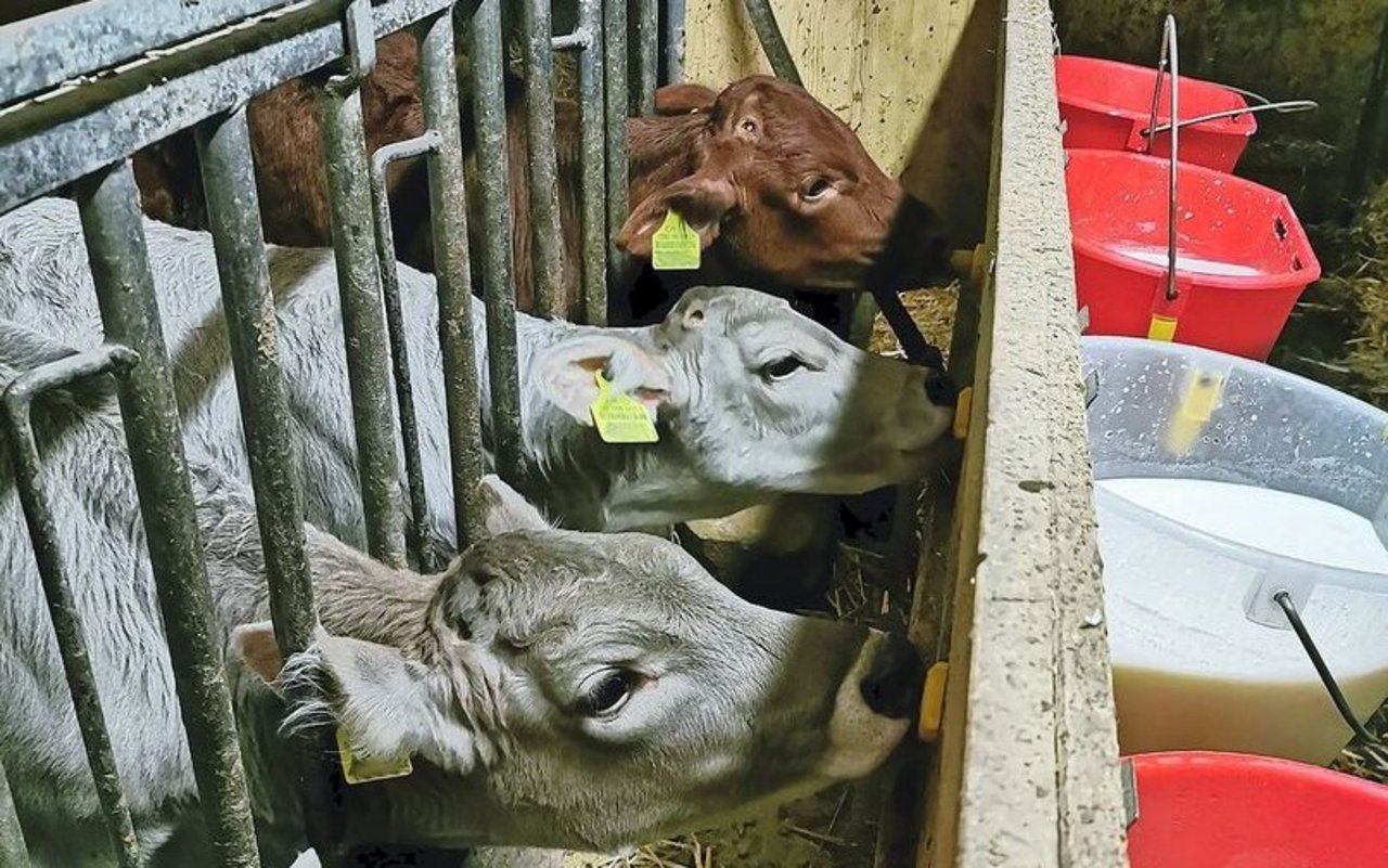 Intensives Tränken kann dabei helfen, Probleme mit M. bovis zu verringern.